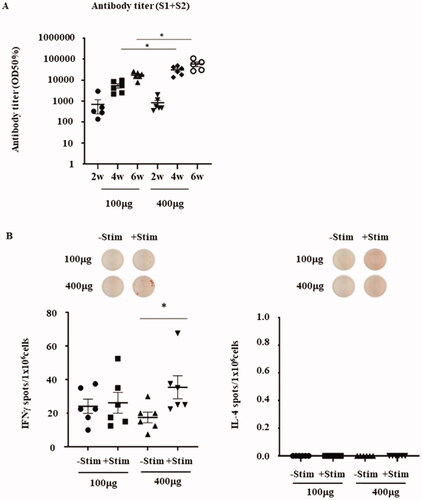 Figure 4. Effects on antibody production and cellular immune response by higher vaccine dosage. (A) Antibody titer (half-maximum) for the recombinant glycoprotein S1 + S2 (2–6 weeks) of the 100 μg and 400 μg pVAX1-SARS-CoV2-co-injected groups. The exact p-values calculated using Welch’s t-test between the 100 μg and 400 µg doses were 0.0060 or 0.0496 after 4 and 6 weeks, respectively. Both p-values were less than .05. Therefore, a statistically significant difference was observed between the 100 μg and 400 µg doses. (B) IFN-γ and IL-4 ELISpot responses in the splenocytes of rats vaccinated with 100 μg or 400 μg of pVAX1-SARS-CoV2-co-injected groups, with or without re-stimulation with recombinant S1 + S2. The p-value calculated using Student’s t-test between -Stim and + Stim was p = .0394.