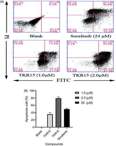 Figure 3. (A) Flow cytometric analysis of compound TKR-15 induced apoptosis on A549 cells; (B) Cell apoptosis amount of A549 after treating TKR15 and Sorafenib (the results were significant, p < 0.05, n = 3).