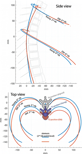 Figure 5. Reconstructed skeletal geometry from average model parameters as measured from the young and old subject groups. Both groups are centered at their T6 vertebra, and ribs 2 and 6 are shown along with the position of the sternum second rib notches. Vertebral body outlines included for visualization purposes only.