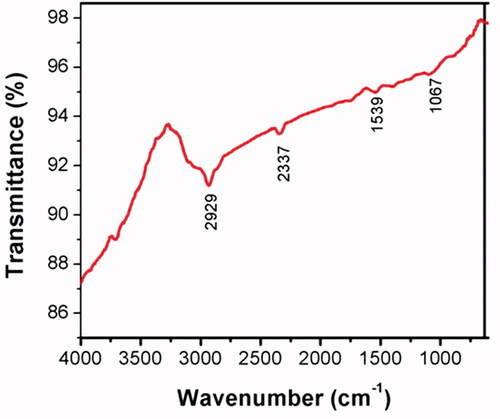 Figure 5. Fourier transforms infrared (FTIR) spectroscopy analysis of gold nanoparticles (AuNPs) synthesized from A. sessilis.