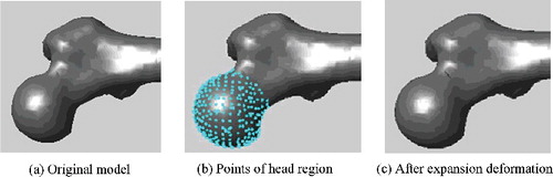 Figure 14. Deformation effect of femoral head. Points of head region moved 0.8 mm along the normal direction, and the head diameter was adjusted from 46.41 to 47.98 mm as a result.