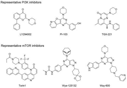 Figure 4 Representative mTOR inhibitors and PI3K inhibitors.