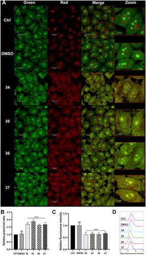 Figure 6. Lysosome status in HepG2 cells after treatment with compounds 34–37. Confocal microscopy (A) and flow cytometry (B) analysis of lysosome integrity using AO staining in HepG2 cells treated with compounds 34–37 for 3 h at the final concentration corresponding to the total IC50 value (34–5 µM, 35–4.5 µM, 36–4 µM, 37–4.5 µM). Untreated cells and cells treated with DMSO were used as controls. (A) AO fluorescence was visualised at two spectral settings at an ex/em wavelength of 488/505–550 nm for green fluorescence and 488/600–650 nm for red fluorescence. Merged images and magnifications of their fragments are shown on the right panels. (B) Intensity of the red and green fluorescence of the stained cells was quantified and expressed as a green/red ratio. (C and D) Flow cytometry analysis of lysosomes in HepG2 cells after 3 h of incubation with the analysed compounds using Lysotracker Deep Red staining. Intensity of the red fluorescence was measured and quantified (C). The observed fluorescence intensity shift was presented as representative histograms (D). Statistical significance is indicated with asterisks: (ns) not significant, (****) p < 0.0001.