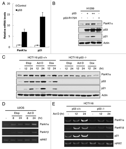 Figure 2. p53 induces PanK1 expression. (A) H1299 cells were transfected with either control or p53-expressing vectors, and mRNA were extracted from cells 24 h after transfection and analyzed via RT-qPCR for PanK1α and p21 expressions. (B) western blot analysis of the protein levels of PanK1α, p21, p53, and actin in H1299 cells transfected with control vector and vectors expressing wild-type and R175H mutant p53. (C) HCT116 p53+/+ and p53−/− cells were treated with 20 μM Etoposide, 10 nM Actinomycin D, and 0.2 μg/mL Doxorubicin for 12 and 24 h, and cell lysates were analyzed by western using PanK1, p53, p21 and actin antibodies. (D) U2OS cells were treated with 20 μM Etoposide and 10 nM Actinomycin D for 8 and 24 h, and mRNA levels of PanK1α and PanK1β were analyzed via RT-qPCR. (E) HCT116 p53+/+ and p53−/− cells were treated with 10 nM Actinomycin D for 12 and 24 h, and mRNA levels of PanK1α and PanK1β were analyzed via RT-qPCR.