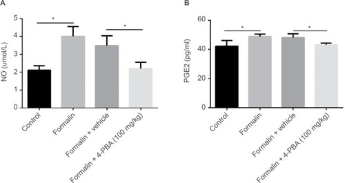Figure 4 Administration of 4-PBA reduces the release of NO and PGE2 in the ipsilateral spinal cord.