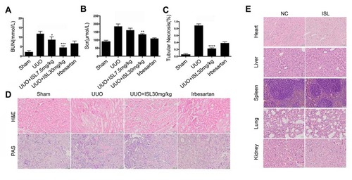 Figure 3 Isoliquiritigenin improved the renal function in the UUO model without toxicity to the main organs. (A, B) In vivo, ISL can reduce creatinine and urea nitrogen in mouse UUO model. *P<0.05, vs UUO group. **P<0.01, vs UUO group. ***P<0.001, vs UUO group; (C) according to the H&E results, we calculated the renal tubular necrosis. ****P<0.0001, vs UUO group; (D) we also found that ISL can significantly improve tubular damage and inflammatory cell infiltration by H&E and PAS staining; (E) assessing the toxicity and damage of ISL to major organs in mice, and no damage was found to each organ by ISL.