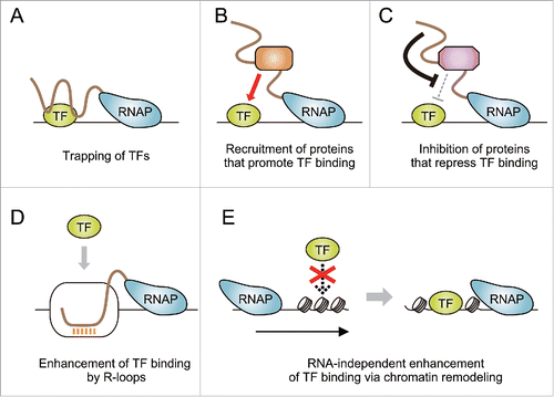 Figure 2. Possible models for how TF binding is driven by on-site transcription of ncRNAs. (A) Nascent ncRNAs trap TFs at their target DNA regions. (B) ncRNAs recruit proteins that assist TF binding (e.g., histone modifiers and chromatin remodelers that create open chromatin structure). (C) ncRNAs attenuate functions of proteins that play inhibitory roles for TF binding (e.g., corepressors that establish chromatin states refractory to TF binding). (D) ncRNA transcription leads to the formation of R-loops that facilitate TF binding. (E) Transcription-coupled chromatin reorganization promotes TF binding independently of RNA products.