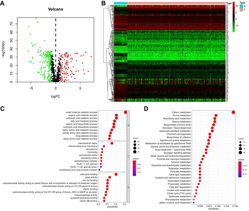 Figure 1 Identification of a metabolism-related signature and gene functional enrichment analysis. (A) Volcano plot of DEMRGs: red indicates upregulated MRGs, green indicates downregulated MRGs, and black indicates MRGs that were not significantly differentially expressed. (B) Heatmap of MRGs in KIRC and normal kidney tissues in the TCGA database; Green to red represents the progression from low expression level to high expression level. (C) GO-term function enrichment analysis of MRGs. BP-biological process, CC-cellular component, MF-molecular function. (D) KEGG analysis of MRGs.