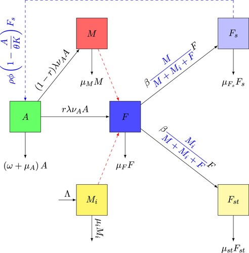 Figure 2. Flow chart of the interaction of Wolbachia-infected male mosquitoes and wild mosquitoes.