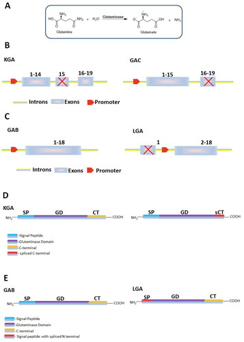 Figure 1. Function and structure of human glutaminases. (A) Catalytic function of glutaminase enzyme. (B) Two splice variants of GLS: KGA, the longer isoform with 18 exons, and GAC, the shorter isoform with 15 exons. (C) Two splice variants of GLS2: GAB, the longer isoform with 18 exons and LGA, the shorter isoform with 17 exons. (D, E) Structural domains of the splice variants of GLS and GLS2.