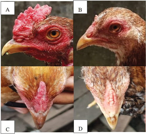 Figure 4. Comb-type of Tukong chicken: a = male Tukong; b-d = female Tukong (Tribudi et al. Citation2020).