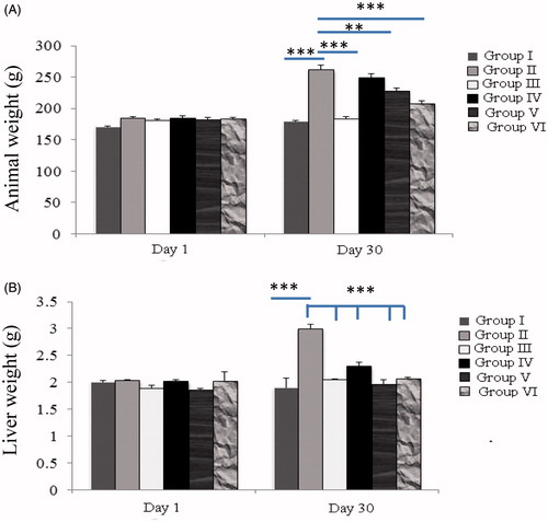 Figure 1. The effect of MeOH bark extract of T. chebula on body and liver weights. Comparison of Wistar rats at days 1 and 30. Group II versus groups I, III, IV, V, and VI. Significant difference, *p < 0.05, **p < 0.01, and ***p < 0.001. Group I – vehicle control; Group II – negative control (high-fat diet-fed animals); Group III – positive control (treated with atorvastatin and high-fat diet); Group IV – MeOH bark extract of T. chebula 200 mg/kg and high-fat diet; Group V – MeOH bark extract of T. chebula 400 mg/kg and high-fat diet; Group VI – MeOH bark extract of T. chebula 600 mg/kg and high-fat diet. Values are expressed as mean ± SEM from six male animals in each group.