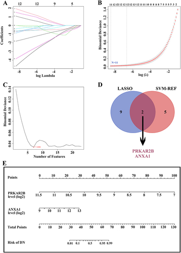 Figure 5 Identification of candidate diagnostic biomarkers and construction of a prediction model based on differentially expressed FA metabolism-related genes by machine learning algorithms. (A and B) LASSO algorithm for identifying potential biomarkers for DN diagnosis. The number of genes (N = 11) was selected as the most suitable parameter for DN prediction. (C) SVM-REF algorithm for screening candidate biomarkers for DN diagnosis. The number of genes (N = 7) was chosen as the optimal argument for DN diagnosis. (D) The Venn diagram showing two overlapped reliable diagnostic biomarkers between LASSO and SVM-REF methods. (E) The prediction model was constructed based on the two diagnostic biomarkers.