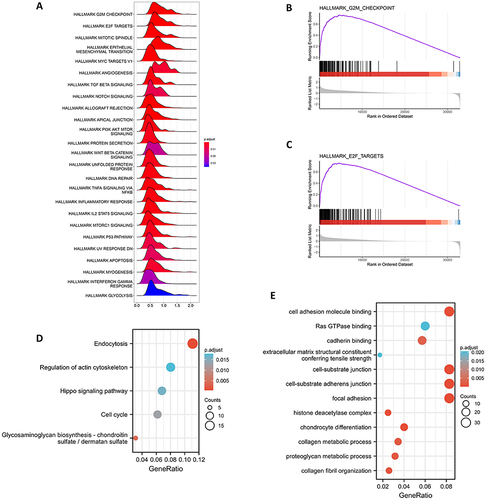 Figure 2 Function and pathway enrichment analysis of CD276 in HCC. (A) The enrichment score of Hallmark pathways influenced by CD276. (B) Visualization of the top one pathway. (C) Visualization of the second pathway. (D) KEGG analysis of the top 100 genes correlated with CD276. (E) GO analysis of the top 100 genes correlated with CD276.