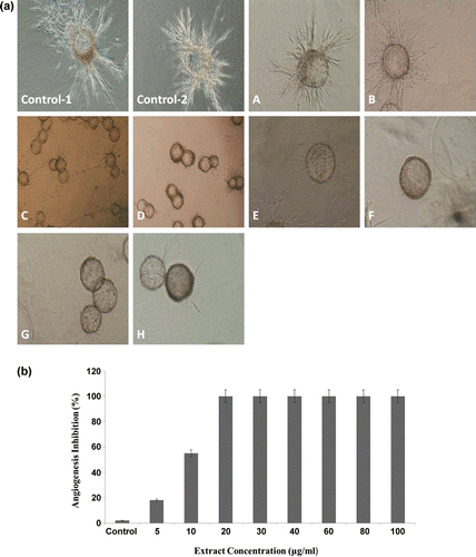 Figure 3.  (a) The inhibitory effect of hydroalcoholic extract on in vitro endothelial cell (EC) tube formation in the collagen gel. Spontaneous formation of capillary-like structures by human umbilical vein endothelial cells (HUVECs) on “dextran-coated cytodex microcarriers” was used to assess antiangiogenic potential of hydroalcoholic extract of oak acorn shell. Angiogenesis of ECs in the untreated wells (control–1, 2). The EC attached to particles has been migrated through the collagen matrix. (A–H) Inhibition of angiogenesis of the ECs treated by different (5, 10, 20, 30, 40, 60, 80, and 100 µg/ml) concentrations of the extract. After the cells were treated with the extract for the indicated time, the cells were photographed. Pictures are representative example of three independent experiments (×10 magnification). (b) Hydroalcoholic extract of oak acorn shell inhibited angiogenesis on three-dimensional model of human umbilical ECs.