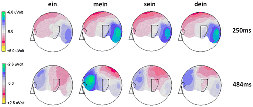 Figure 3. Brain topographic maps revealed that at early times (250 ms) the pronouns “mein” (my), “sein” (his) and “dein” (your) all elicited similar brain activities that differed from “ein” (a). On the other hand, later at 484 ms “mein” (my) elicited different brain activity than all other pronouns (“ein” (a), “sein” (his) and “dein” (your), respectively.