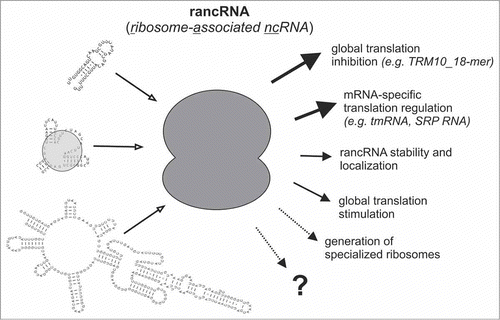 Figure 1. Functional consequences of ncRNA-ribosome interactions. Short or long rancRNAs can target ribosomes (dark gray) either as naked molecules or as RNPs (light gray). As a consequence global (e.g., the yeast TRM10 mRNA-derived 18-mer ncRNA)Citation24 or mRNA-specific translation regulation can occur. Loading ribosomes on ncRNAs can also affect the cellular stability and/or localization of rancRNAs (ref. 19 and references therein). Size and line thickness of the arrows on the right correspond to experimentally supported (thick and solid), predicted (thin and solid), or in principle possible (dotted) rancRNA functions.