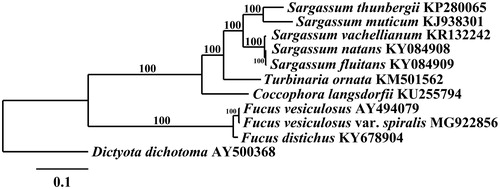 Figure 1. Maximum-likelihood phylogram of Fucus vesiculosus var. spiralis (MG922856) and related Phaeophyceae mitogenomes. Numbers along branches are RaxML bootstrap supports based on 1000 nreps. The legend below represents the scale for nucleotide substitutions.