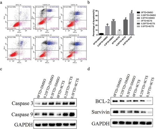 Figure 3. Effect of FTD alone or in combination with CTS on apoptosis in HGC-27 cell. HGC-27 cell was treated with the indicated concentration of FTD combined with or without CTS for 72 h, and the ratio of late apoptosis was detected by flow cytometry using Annexin V-FITC/PI double-staining cell apoptosis detection kit. In this study, (a) the proportion of apoptosis was based on late apoptosis, which was located in the upper right quadrant. (b) Respective quantitative analysis of the percentage of apoptosis. (c) Western blot analysis of the expression of caspase 3 and caspase 9 apoptosis-related proteins. (d) Expression of BCL2 and Survivin anti-apoptotic proteins. GAPDH was used as a loading control. *P < 0.05 and ***P < 0.001 versus the control group (0 FTD+DMSO). #P < 0.05 versus the corresponding FTD-alone group.