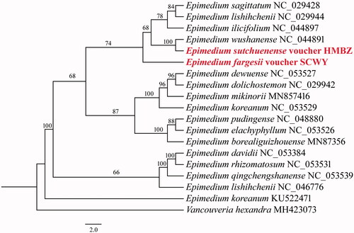 Figure 1. The maximum-likelihood (ML) phylogenetic tree based on 19 complete chloroplast genomes, with Vancouveria hexandra as an out-group. Numbers at the right of nodes are bootstrap support values (≥50).