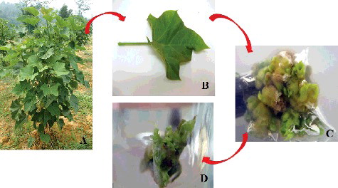 Figure 1. Three-year-old (P1 × P3) hybrid plants (A) grown in Living Lab Energy and Future Crops (UKM Kuala Pilah); mature petiole explants (B) collected from the field; callus-mediated shoot buds (C) induced from MS supplemented with 1.0 mg/L TDZ; shoot buds at the elongation stage (D).