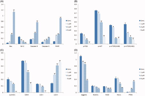 Figure 3. The relative densities of protein bands normalized to β-actin. (A) The relative protein densities of Bax, Bcl-2, Caspase-9, Caspase-3 and PARP. (B) The relative protein densities of p-PI3K, p-AKT, p-mTOR (2448) and p-mTOR (2481). (C) The relative protein densities of cyclinD1, CDK4, LC3-I and LC3-II. (D) The relative protein densities of Jagged1, Notch1, NICD, Hes-1 and PTEN. Data shown are mean ± standard deviation of three independent experiments. *p < 0.05, **p < 0.01 when compared to the control.