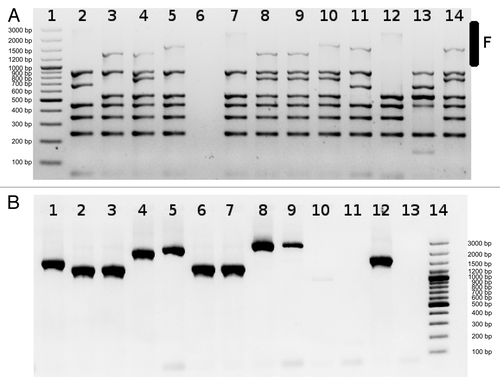 Figure 1. Detection of phages integrated into F site using MIX3 (A) or individual primers (B). Lanes 1 (A) and 14 (B) Size standard O’GeneRuler™ 100 bp Plus DNA Ladder marker (Fermentas SM1153). It is clearly visible that amplification efficiency of large fragments in the multiplex reaction is lower than amplification using individual primers. In (B), lanes 1–9 and 12 various small elements integrated into site F, lanes 10, 11 and 13 large element integrated into F site. PCR products presented in (A and B) were generated using different chromosomal DNAs as templates.