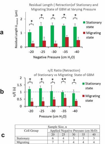 Figure 5. A) Residual lengths of cells (Uresidual) in migrating group were found to be much lower than that in stationary groups for all negative pressure load from −20 to −40 cm H2O. B) η/E ratios of cells in migrating group were found to be less than 1 and all much lower than that in stationary groups for all pressure load from −20 to −40 cm H2O. C) A table summarizing sample sizes from stationary and migrating group at different pressure levels