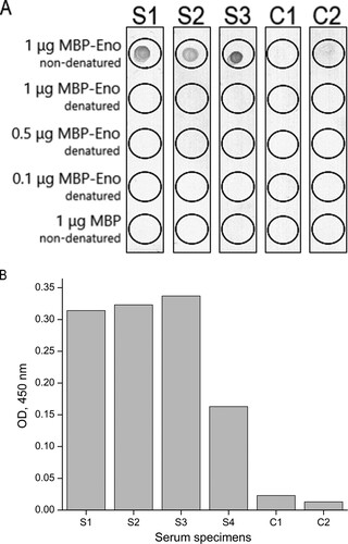 Figure 2. The reactivity of serum IgE of fish-allergic patients with purified recombinant MBP-Eno determined by dot blot (A) and ELISA (B). As a negative control, purified MBP was used. S1–S4: serum specimens of patients with confirmed fish allergy; C1: serum specimen of a patient with other allergies; C2: serum specimen of a healthy (non-atopic) individual. Different amounts of denatured and non-denatured MBP-Eno were used in dot blot. Serum samples analyzed by ELISA were diluted in a ratio of 1:10 and measured without replicate. OD indicates optical density.