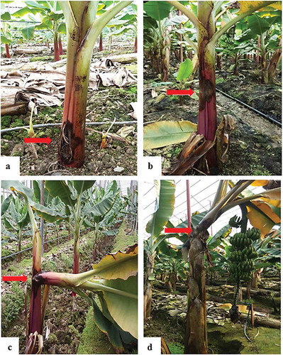 Fig. 3 (Colour online) Symptoms of banana wet rot disease: (a) collar wet rot, (b) wet rot in the middle of the pseudo-stem, (c) pseudo-stem tip over in young banana plant, (d) leaf yellowing and tip over in the matured plant.
