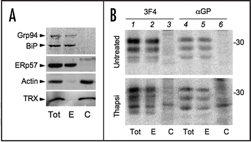 Figure 7 PrP molecules bearing an unprocessed C-terminus are mostly associated with the ER. (A) HeLa cells were lysed in SDS containing buffer (Tot) or permeabilised with 50 µg/ml digitonin to extract cytosolic (C) molecules. The digitonin insoluble fraction includes ER resident proteins (E). 50 µg of protein from each fraction were resolved and the blot was decorated with antibodies against cytosolic (Actin, TRX = thioredoxin) or luminal ER proteins (Grp94, BiP and ERp57). (B) Hela transfectants expressing PrP were left untreated (upper) or pre-incubated with Tg for 3.5 h (lower) and then pulsed for 10 min. 10 µM MG132 was added during the pulse to inhibit proteasomal degradation of cytosolic proteins. Cells were treated as in (A) and fractions immunoprecipitated with 3F4 or αGP antibodies. To facilitate the detection of PrP cytosolic species, twice as much of the cytosolic fraction was loaded.