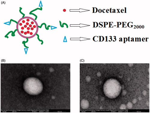 Figure 1. The structure of CD133-DTX LP (A) and the transmission electron microscope of DTX LP (B) and CD133-DTX LP (C) (×97,000).