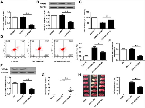 Figure 5 Down-regulated VPS4B expression suppressed neuronal cell death in vitro and ischemic brain injury in vivo. mRNA level of VPS4B (A) and protein level of VPS4B (B) dropped in neurons transfected with sh-VPS4B. (C) MTT assay was applied to analyze the cell viability. (D) Annexin V-FITC/PI staining was utilized to analyze the proportion of apoptotic cells. VPS4B mRNA level (E) and VPS4B protein level (F) was reduced in the I/R+ sh-VPS4B group, in comparison with the I/R+sh-NC group. In mice with cerebral I/R, effects of sh-VPS4B on neurobehavioral outcomes (G) and infarct volume (H) were analyzed. Data were expressed as mean±SD. *P<0.05, **P<0.01 (n=6).