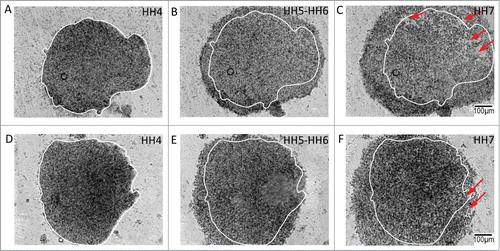 Figure 7. Tissue-level kinematics of both lateral and nodal explants are dependent on intact rho-associated protein kinase (p160ROCK) signaling. Tissue explants fail to demonstrate morphogenetic movements when cultured in the presence of Y-27632, an inhibitor of ROCK signaling. The interference with actin polymerization and actomyosin contraction affects both lateral tissue and nodal explant morphogenetic movements. Circumferential expansion in the posterolateral explants (A – C, initial perimeter tracing in white) is diminished and is accompanied by a loss of tissue integrity and tearing (red arrows). The tissue expansion appears to be driven by loss of cell-cell contact and overall tissue disintegration. The treated explants from Hensen's node (D – F) fail to undergo their characteristic convergent extension movements, and also manifest a loss of tissue integrity (red arrows). Indeed, treatment of lateral and nodal explants results in termination of morphogenesis – compare the similar appearance of the final time points. Supplementary movies 9 & 10 accompany figures 7(A – C) and 7(D – F) respectively. Mag bar = 100 μm.