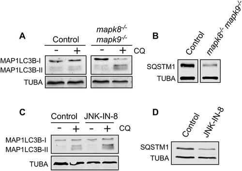 Figure 5. MAPK8/9 suppresses autophagy in primary hepatocytes. (a) LC3B and TUBA in WT and mapk8−/- mapk9−/- primary hepatocytes after incubation (6 h) with medium or EBSS containing 5 mM glucose in the presence or absence of 25 µM chloroquine (CQ) was examined by immunoblot analysis. (b) The amount of SQSTM1 and TUBA in WT and mapk8−/- mapk9−/- primary hepatocytes was examined by immunoblot analysis. (c and d) WT primary hepatocytes were incubated (6 h) without or with 2 µM JNK-IN-8. LC3B and TUBA in WT primary hepatocytes in the presence or absence of 25 µM CQ was examined by immunoblot analysis (c). The amount of SQSTM1 and TUBA was examined by immunoblot analysis (d)