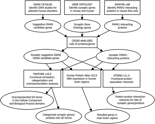 Figure 1. Workflow for the current study from materials and methods to results. In this study, a number of subanalyses were conducted, which explored the neurodevelopmental disorder and neurodegenerative disease susceptibility genes, and the PANX1 interactome in mouse N2a cells overlapping with the gene ontology (GO) synapse. The input data was obtained from three sources: The genome-wide association study (GWAS) catalog (Homo sapiens) [Citation41], Swayne lab [our lab] (Mus musculus), and the GO knowledge base (Homo sapiens and Mus musculus) via PANTHER [protein ANalysis THrough Evolutionary Relationships] [Citation42,Citation43], which is a classification system. To enable cross analyses between these datasets, the resources UniProt Retrieve/ID mapping tool, biological DataBase network (bioDBnet) [Citation44], HUGO gene Nomenclature Committee (HGNC) database [Citation45] and mouse genome informatics (MGI) international database [Citation46,Citation47] were used (e.g., to identify human orthologs for mouse UniProtKB IDs). The data were then analyzed using the statistical computing environment R and the following bioinformatics tools/databases: PANTHER [Citation42,Citation48,Citation49], the Human Protein Atlas [Citation50,Citation51] and STRING [Search tool for the Retrieval of interacting genes/proteins] [Citation52–54]. In addition to these subanalyses, the findings were compared to provide a comprehensive overview for each neurodevelopment disorder and neurodegenerative disease in relation to the PANX1 interactome, and overrepresented PANTHER pathways were identified for the PANX1 interactome.