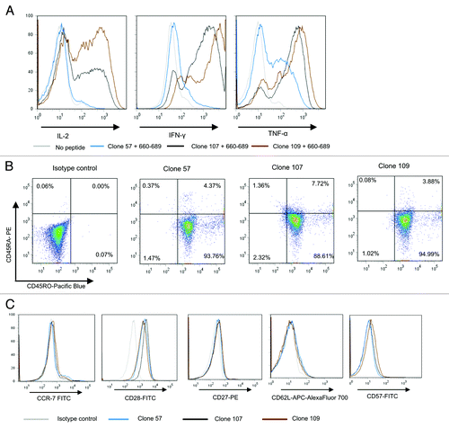 Figure 6. Multifunctional HLA-DR*08 restricted CD4+ T cell clones specific for novel hTERT epitope display an inflammatory cytokine profile and early effector memory phenotype. (A) shows intracellular cytokine staining of three representative HLA-DR*08 restricted CD4+ T cell clones upon overnight stimulation with hTERT 30-mer peptide 719–20-loaded autologus EBV-LCL. Clones were tested for production of cytokines IL-2, IFN-γ and TNF-α. Non-peptide loaded EBV-LCLs were used as negative control. (B) and (C) show the T-cell phenotype. T cells were tested for CD45RA and CD45RO expression (B) and CCR7, CD28, CD27, CD62L, CD57 (C). Grey lines represent no peptide (A) or isotype controls (C), blue lines clone 57 (A and C), black lines clone 107 (A and C) and brown lines clone 109 (A and C).