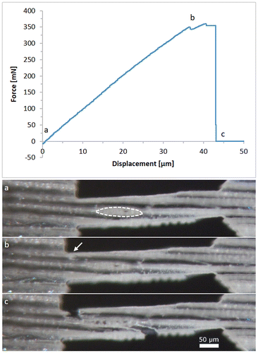 Figure 6. Typical force–displacement diagram of a longitudinal sample with a gauge length of 400 μm and about 80 μm width, the optical micrographs below are taken at the marked points (a)–(c); (a) specimen before any displacement is applied, the area of an intersecting wood ray is indicated by the dashed line; (b) the onset of a crack is indicated by an arrow; (c) the specimen finally failed by intrawall fracture.