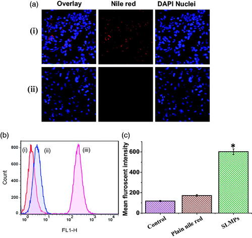 Figure 5. (a) Confocal fluorescence image of single XY optical section of SKOV-3 cells. (i) Image reveals the uptake of fluorescent labelled PTX-SLMPs; (ii) Cells treated with plain Nile red at equivalent concentrations. Blue florescent signals were arising from DAPI, a nucleus staining dye. (b) Fluorescence activated cell shorter (FACS) images of SKOV-3 cells after the treatment with fluorescent-labelled PTX-SLMPs and plain Nile red. (i) Cells without treatment (control); (ii) Cells incubated with Nile red at equivalent concentrations; (iii) Cells incubated with fluorescent labelled PTX-SLMPs. (c) The mean fluorescent intensity of control (cells without treatment), plain nile red and fluorescent-labelled SLMPs. *p < .05 compared to plain nile red.