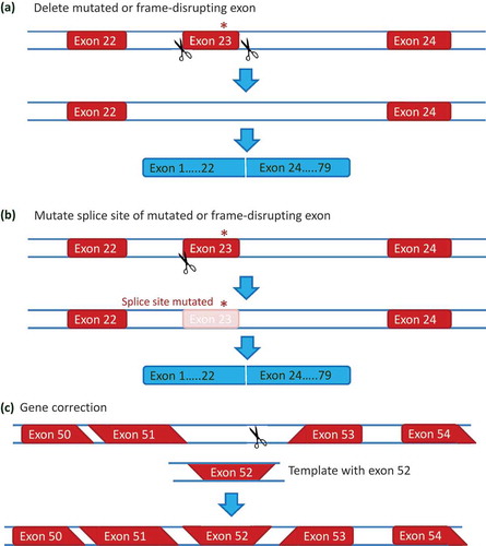 Figure 4. Genome editing approaches for DMD. (a) Deletion of a mutated or frame-disrupting exon. Using a pair of guide RNAs targeting the introns flanking an exon containing a mutation (the nonsense mutation in exon 23 from the mdx mouse is shown in this example), the exon can be removed on DNA level when the generated ends in intron 22 and intron 23 are linked by non homologous end joining. (b) Splice site mutations. A single guide RNA can be used to generate a double strand DNA break at a splice site. Since the non homologous end joining process is error prone, the repaired DNA will often involve a mutated splice site. Thus the exon containing the mutation is no longer recognized and skipped on RNA level, thus bypassing the mutation or restoring the reading frame. (c) Gene correction. In stem cells, double strand DNA breaks can activate homologous recombination (in addition to non homologous end joining). Homologous recombination requires a template with the correct information, that is provided with the guideRNA and CRISPR/Cas9. Homologous recombination between the homologous DNA at the borders of the DNA break and the template will result in a corrected DNA (exon 52 is restored in this example).