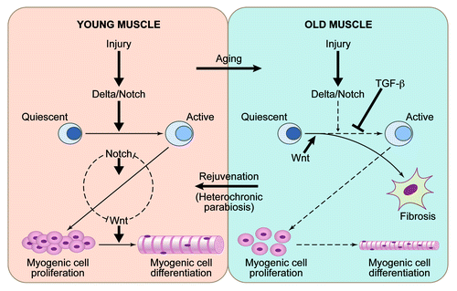 Figure 1. Aging and rejuvenation of adult myogenesis. In young muscle, injury upregulates the Notch ligand, Delta-like 1, which activates Notch signaling. Active Notch promotes a G0 to G1 transition in muscle stem cells after an injury; interplay between Notch and Wnt controls myogenic cell proliferation and differentiation. In old muscle, which regenerates poorly, in addition to a suppression of activation of Notch pathway following injury, there is also an excess of signaling via the TGFβ and Wnt pathways, leading to a suppression of myogenesis and a promotion of fibrosis. Notch, Wnt and likely other signaling pathways are regulated by systemic niche / circulatory milieu, such that in the aged environment, systemic signals contribute to the activities that inhibit myogenesis and promote fibrosis. By contrast, in the setting of heterochronic parabiosis, young systemic factors restore more youthful states and are able to rejuvenate the aged stem cells and stem cell niches to promote enhanced muscle regeneration. .