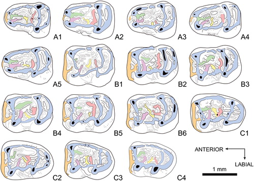 FIGURE 4. Colorized pattern for lower teeth of Caecocricetodon yani, gen.et sp. nov. A1, V 26104.169, right m1; A2, V 26104.170, left m1; A3, V 26104.172, right m1; A4, V 26104.174, right m1; A5, V 26104.175, left m1; B1, V 26104.226, right m2; B2, V 26104.230, right m2; B3, V 26104.233, left m2; B4, V 26104.236, right m2; B5, V 26104.242, left m2; B6, V 26104.246, left m2; C1, V 26104.285, right m3; C2, V 26104.288, left m3; C3, V 26104.297, left m3; C4, V 26104.301, left m3; A1, A3, A4, B1, B2, B4, and C1 are reversed. Color reference: blue, including lingual cingulid, ectolophid, hypolophulid and posterolophid; green, distal arm of metaconid; purple, distal arm of protoconid; orange, anterolophid; yellow and red, mesolophids.
