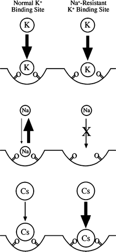 Figure 9.  Model of a K+ selective binding site on the surface of the channel. Two binding sites are modeled, one for normal K+-binding (left) and Na+-resistant K+ binding (right). The possible interactions between these sites and K+, Na+, and Cs+ ions are shown. The arrows represent tight binding (large arrow), weak binding (small arrow), reversible binding (two arrows), and no binding (X-out arrow).