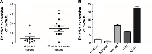Figure 1 Upregulation of CRNDE was observed in both colorectal cancer tissues and cells lines. (A) CRNDE was significantly upregulated in colorectal cancer tissues in tumor tissues relative to adjacent normal tissues (n=10). (B) Expression of CRNDE in colorectal cancer cell lines (SW480, HCT116 and HT-29) and normal human colon cell lines (HcoEpic and NCM460). Data represent three independent experiments (average and sem of triplicate samples). **P<0.01.