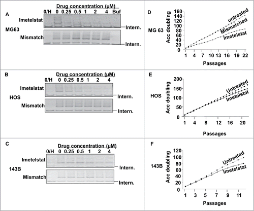 Figure 1. Effect of imetelstat on telomerase activity and cell growth in osteosarcoma cell lines. (A–C). Three osteosarcoma cell lines (MG-63, HOS and 143B) were grown in media containing different concentrations of telomerase inhibitor, imetelstat or the mismatched negative control for 72 h. More than 50% telomerase inhibition occurred in all 3 cell lines when imetelstat concentrations reached 1 μM in MG-63 cells (A) and 2 μM in HOS and 143B cells (B, C). The mismatched control had no effect on telomerase activity. 0/H:heat-treated cell lysate samples to inactivate telomerase activity as a negative control, Buf: cell lysate buffer as a negative control, Intern: 36 bp internal PCR standard control. (D–F) Long-term treatment with imetelstat inhibited osteosarcoma cell growth. Cells were cultured in the presence of 1 μM imetelstat for MG-63 and 2 μM for HOS and 143B cells. Treatment duration is indicated as numbers of passages on the X- axis. Accumulated cell doubling numbers are indicated on the Y axis.