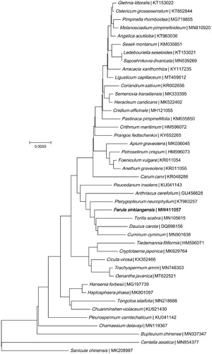 Figure 1. Phylogenetic relationships of 43 Umbelliferae family species based on the neighbor-joining analysis of chloroplast genes. The bootstrap values were based on 1000 replicates, and are shown next to the branches.