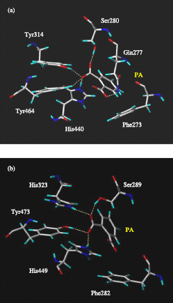 Figure 4 Docking of phthalic acid (PA) into PPARα (a) and PPARγ (b) (hydrogen bonds are rendered as dashed yellow lines).