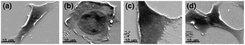 Figure 12. SEM of morphology of representative SK-N-SH neuroblastoma cells on the (a) smooth control; (b) islands; (c) connected islands, and (d) pits. Images reproduced with permission from [Citation74].