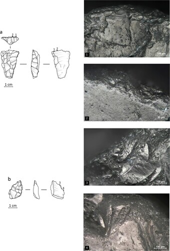 Figure 19. EDAR 135, upper level examples of use wear: (a) post-depositional concentrations of impact pits and ridge crushing that are: (1) superimposed on traces interpreted as results of work in bone and 2) showing a rounded edge with smooth and bright polish of uneven morphology overlapping onto crescent-shaped, few striations parallel to the edge; (b) traces interpreted as produced by hide scraping that exhibit: 3) a significant edge rounding and heavy abrasion, patches of rough, matt polish and 4) a similar polish, plus numerous thin striations perpendicular to the edge. Note that some of the fresher-looking scars here could be from post-depositional damage. Photographs by M. Cendrowska.
