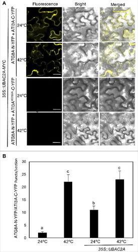 Figure 12. Overexpression of UBAC2 promoted formation of ATI3- and ATG8-labeled punctate structures. BiFC fluorescence was observed in transformed N. benthamiana leaf epidermal cells from complementation of the N-terminal half of the YFP fused with UBAC2A (UBAC2A-N-YFP) by the C-terminal half of the YFP fused with ATI3A (ATI3A-C-YFP) (A). No fluorescence was observed when UBAC2A-N-YFP was co-expressed with unfused C-YFP or when unfused N-YFP was co-expressed with ATI3A-C-YFP (A). YFP epifluorescence images, bright-field images and merged images of the same cells are shown. BiFC fluorescence from complemented ATG8A-N-YFP and ATI3A-C-YFP is also shown for comparison of punctate fluorescent structures. The numbers of formed ATG8A- and ATI3A-labeled puncta per microscopy section were determined in response to heat treatment or overexpression of UBAC2A (B). Data represent means and standard errors calculated from 10 microscopy sections. According to Duncan's multiple range test (P = 0.05), means do not differ significantly if they are indicated with the same letter. Bar: 20 μm.